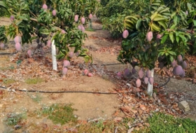 Foto 11