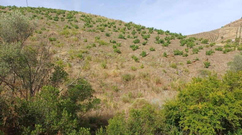 Málaga - Almáchar - 9000m2