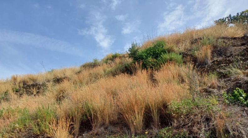 Málaga - Almáchar - 9000m2