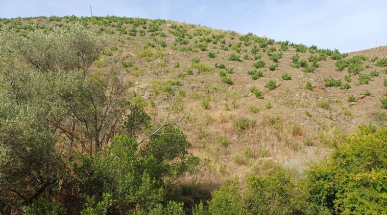 Málaga - Almáchar - 9000m2