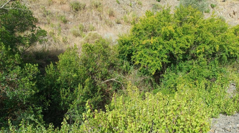Málaga - Almáchar - 9000m2