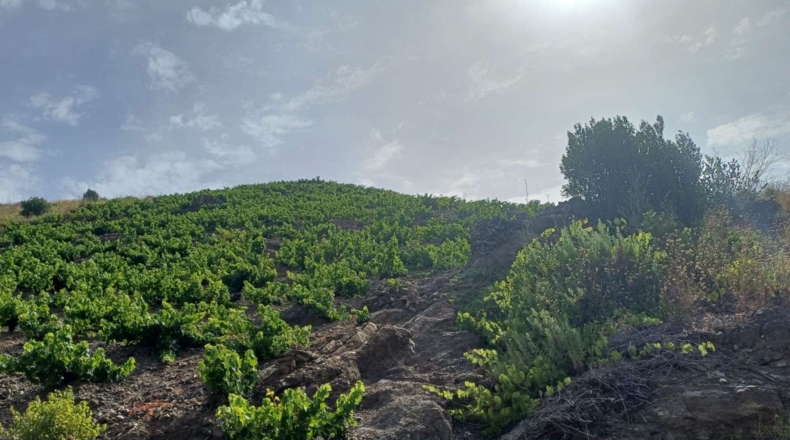 Málaga - Almáchar - 9000m2