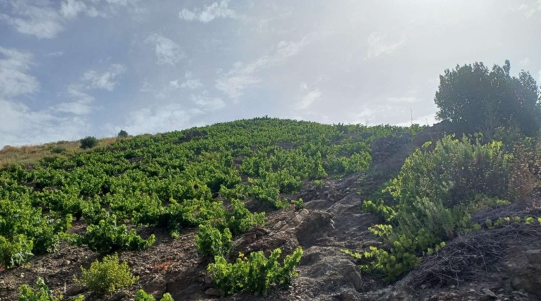 Málaga - Almáchar - 9000m2