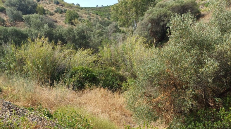 Málaga - Almáchar - 9000m2
