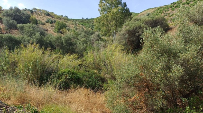 Málaga - Almáchar - 9000m2