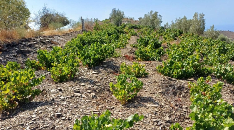 Málaga - Valdés - 1500m2