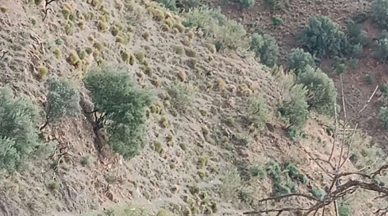 Málaga - Macharaviaya - 290m2