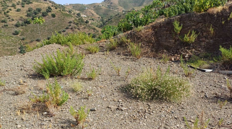 Málaga - Almáchar - 5800m2
