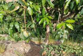 Foto 11