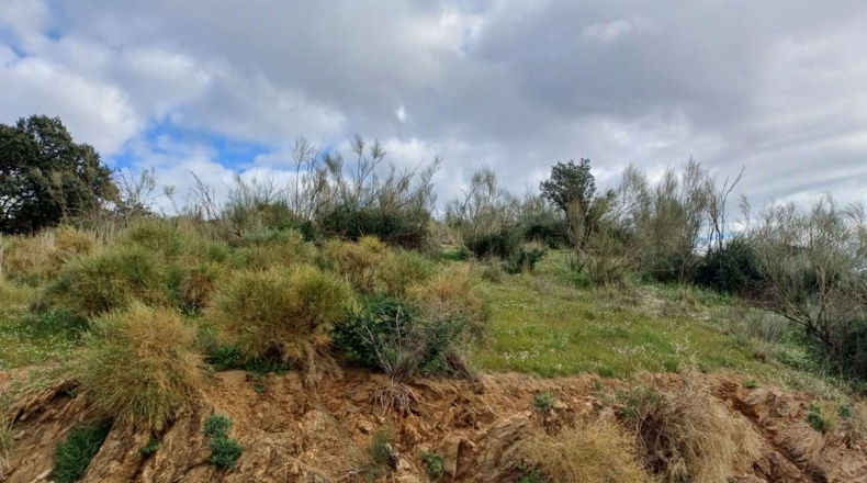 Málaga - Macharaviaya - 18500m2
