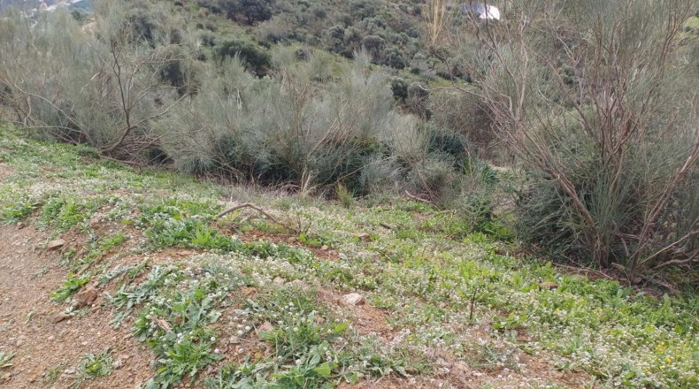 Málaga - Macharaviaya - 18500m2