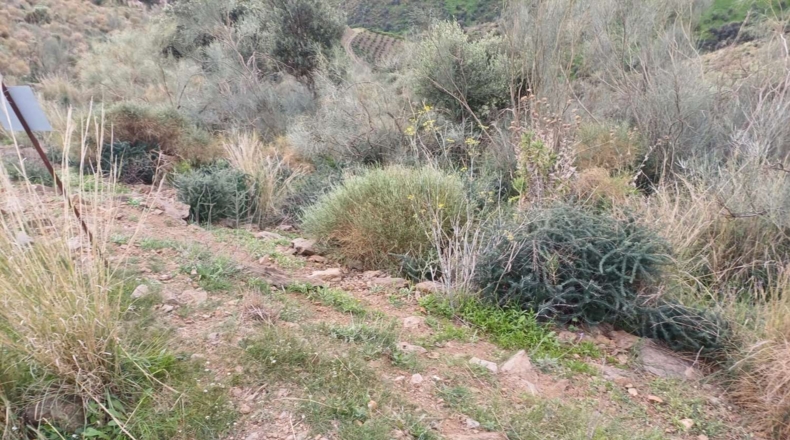 Málaga - Macharaviaya - 18500m2