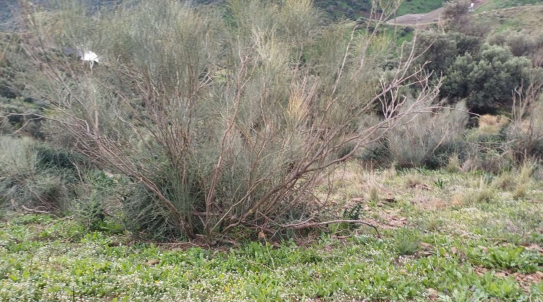 Málaga - Macharaviaya - 18500m2