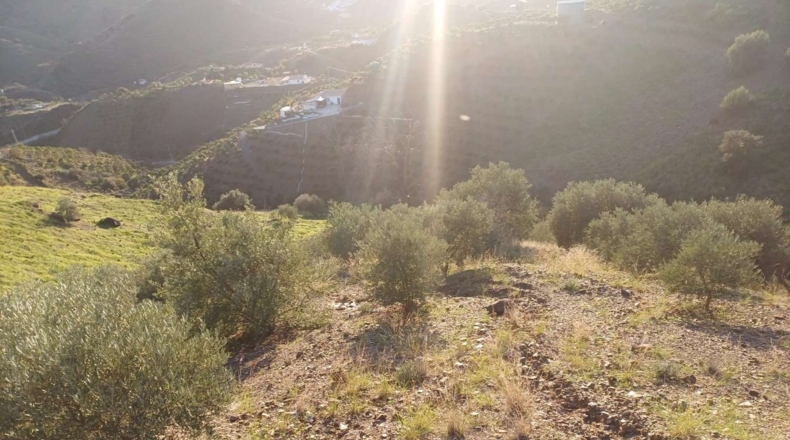Málaga - Almáchar - 5000m2