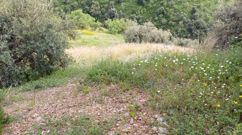 Málaga - Málaga - 120000m2