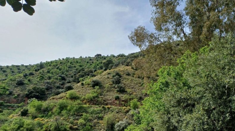 Málaga - Málaga - 120000m2