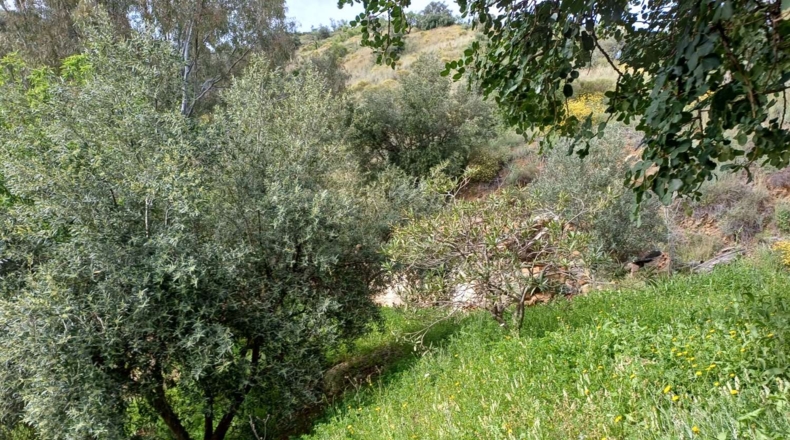 Málaga - Málaga - 120000m2