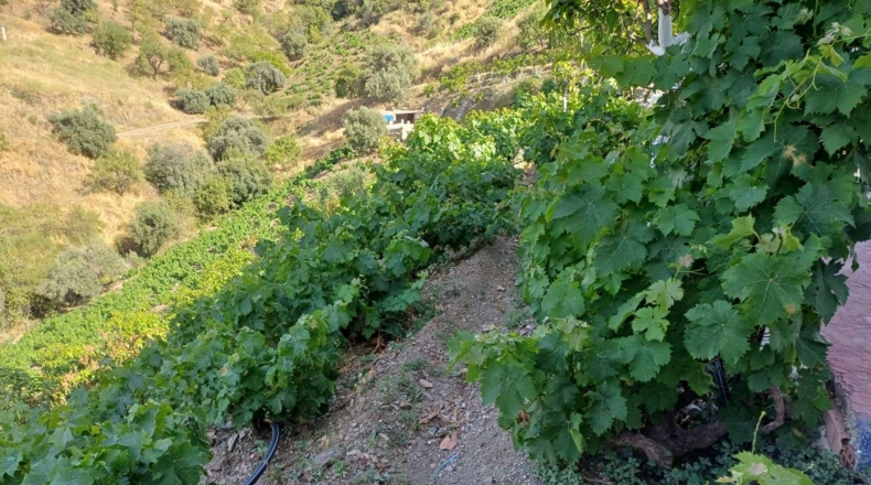 Malaga - El Borge - 8300m2