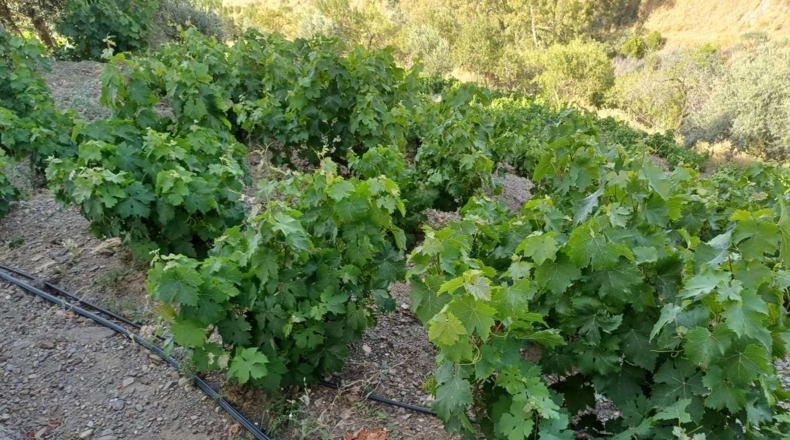 Malaga - El Borge - 8300m2