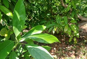 Foto 11