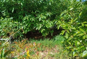 Foto 9