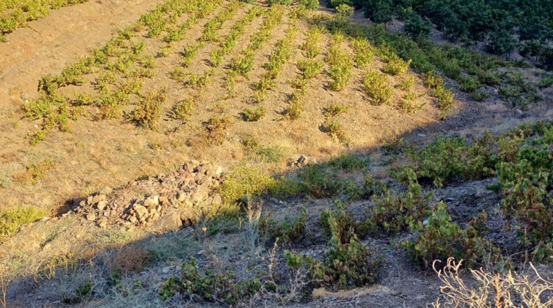 Málaga - Almáchar - 13100m2