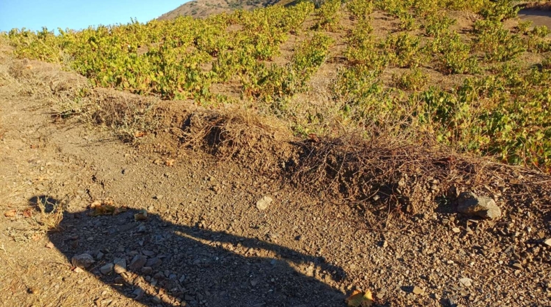 Málaga - Almáchar - 13100m2