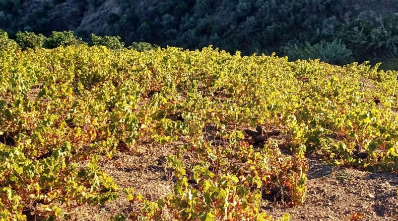 Málaga - Almáchar - 13100m2