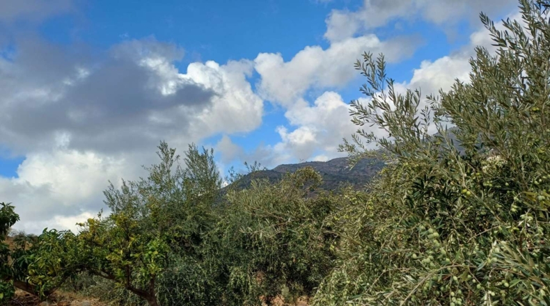 Málaga - Totalán - 15000m2