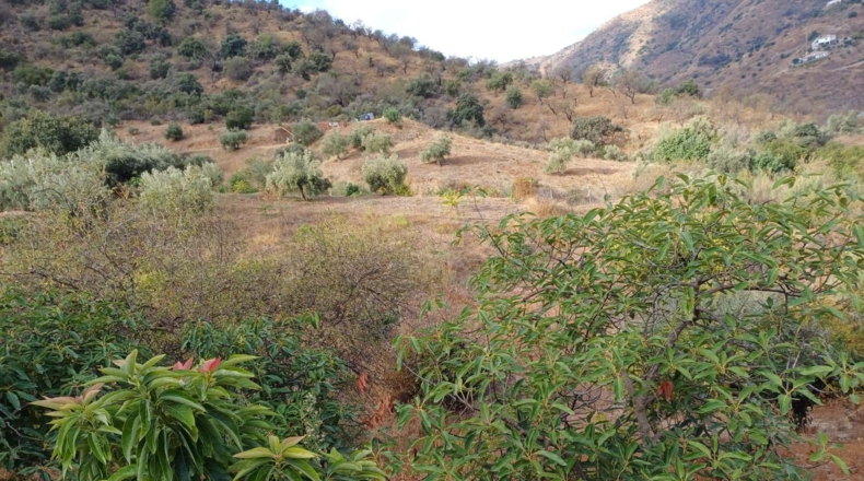 Málaga - Totalán - 15000m2