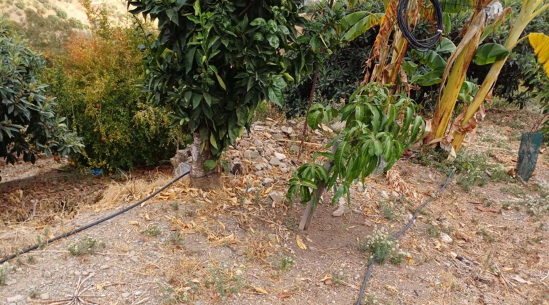 Málaga - Totalán - 15000m2