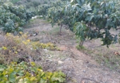 Finca rústica en venda a Iznate ref.: TR364012 foto