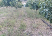 Finca rústica en venda a Iznate ref.: TR364012 foto