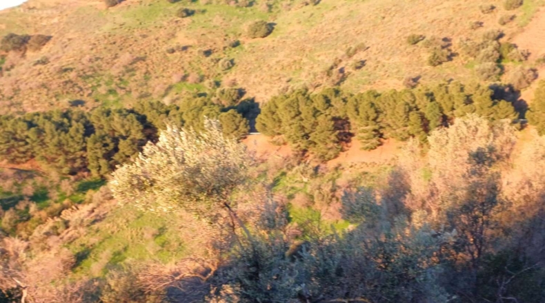 Málaga - Moclinejo - 41537m2