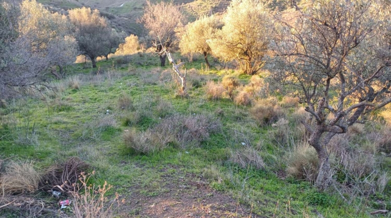 Málaga - Moclinejo - 41537m2