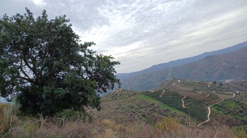 Málaga - Benamargosa - 9580m2