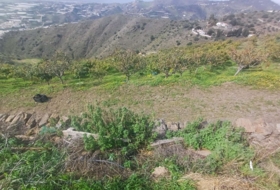 Algarrobo 12000&nbsp;m²