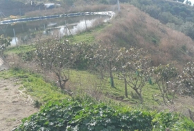 Algarrobo 12000&nbsp;m²