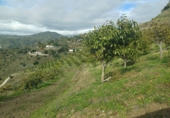 Non-developable land for sale in Algarrobo ref: TR380372 photo