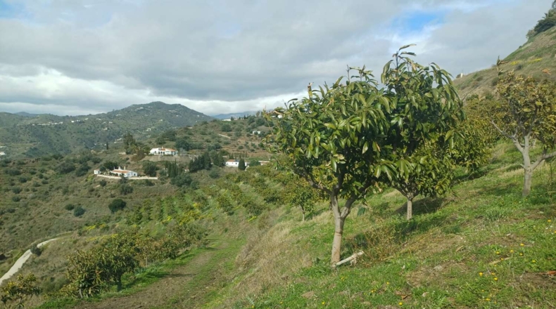 Malaga - Algarrobo - 12000m2