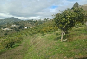 Algarrobo 12000&nbsp;m²