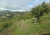 Non-developable land for sale in Algarrobo ref: TR380372 photo