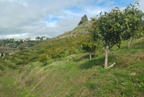 Algarrobo 12000&nbsp;m²