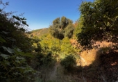 Non-developable land for sale in Frigiliana ref: TR305940 photo