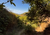 Non-developable land for sale in Frigiliana ref: TR305940 photo