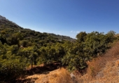 Non-developable land for sale in Frigiliana ref: TR305940 photo