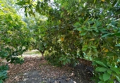 Casa de pueblo en venta en la Las Zorreras, Motril, ref: TR59099 foto