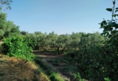 Земля на продажу у города Nigüelas. Фото