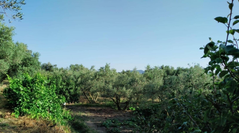 Granada - Nigüelas - 3696m2