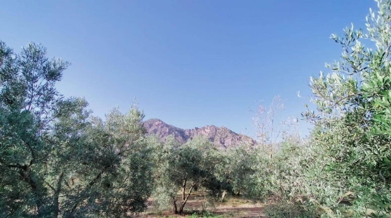 Granada - Nigüelas - 3696m2